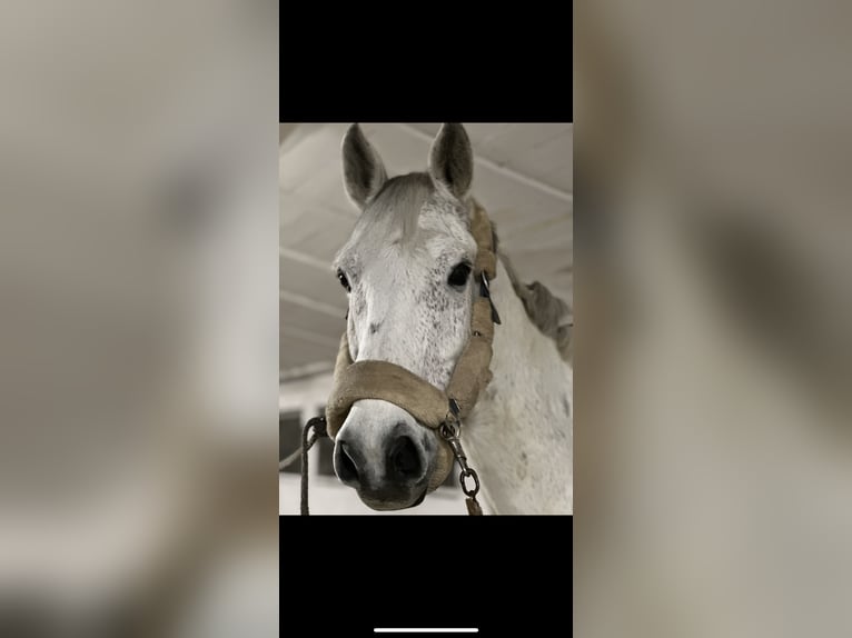 Caballo de Holstein Caballo castrado 16 años 73 cm Tordo in Struxdorf