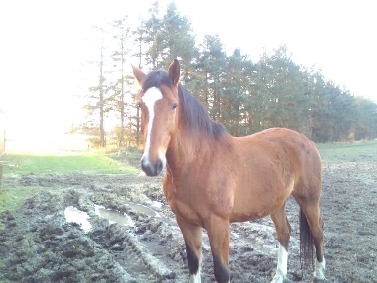 Caballo de Holstein Caballo castrado 17 años 170 cm Castaño in terkelsbøl