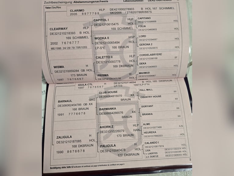 Caballo de Holstein Caballo castrado 17 años 170 cm Castaño oscuro in Neuwied