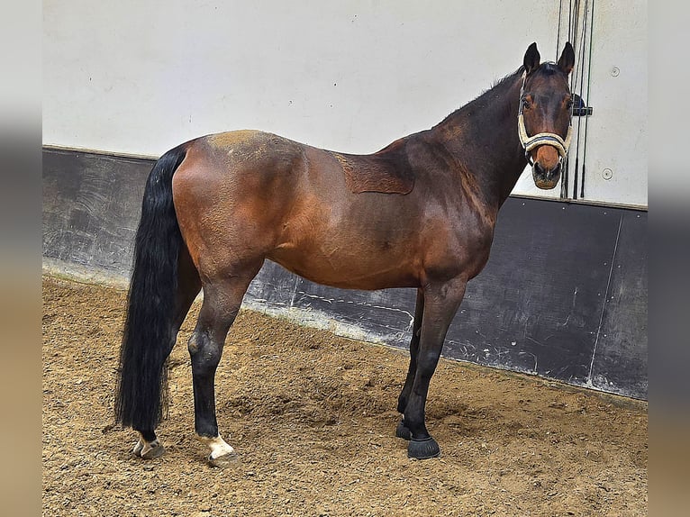 Caballo de Holstein Caballo castrado 17 años 170 cm Castaño oscuro in Pleckhausen