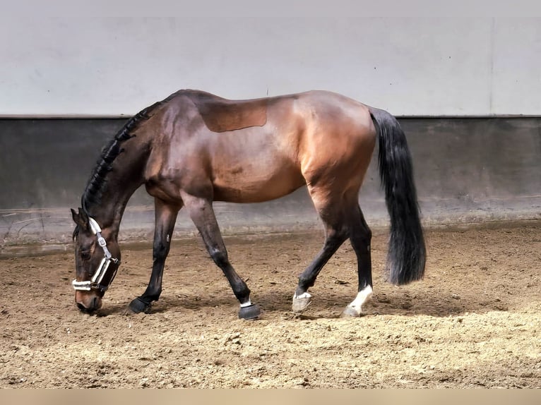 Caballo de Holstein Caballo castrado 17 años 170 cm Castaño oscuro in Pleckhausen