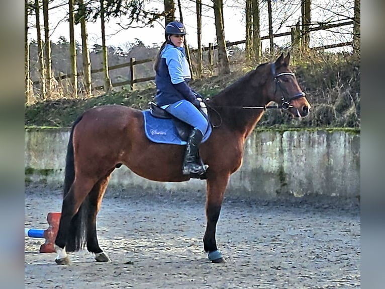 Caballo de Holstein Caballo castrado 17 años 170 cm Castaño oscuro in Pleckhausen