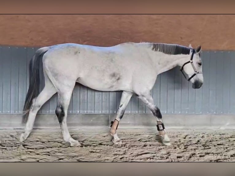 Caballo de Holstein Caballo castrado 17 años 172 cm Tordo in Neu-Isenburg