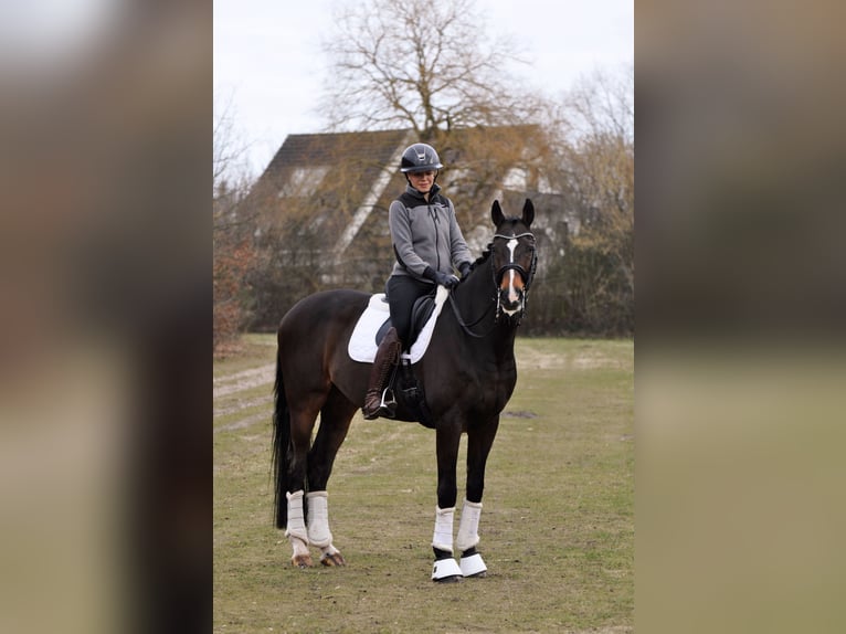Caballo de Holstein Caballo castrado 17 años 174 cm Castaño oscuro in Halstenbek