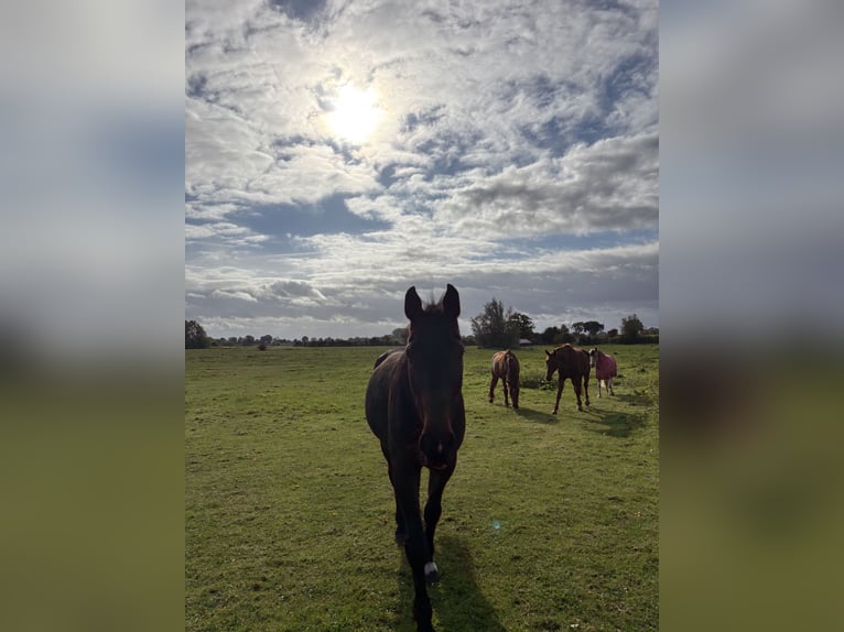 Caballo de Holstein Caballo castrado 17 años 178 cm Castaño in Neustadt in Holstein