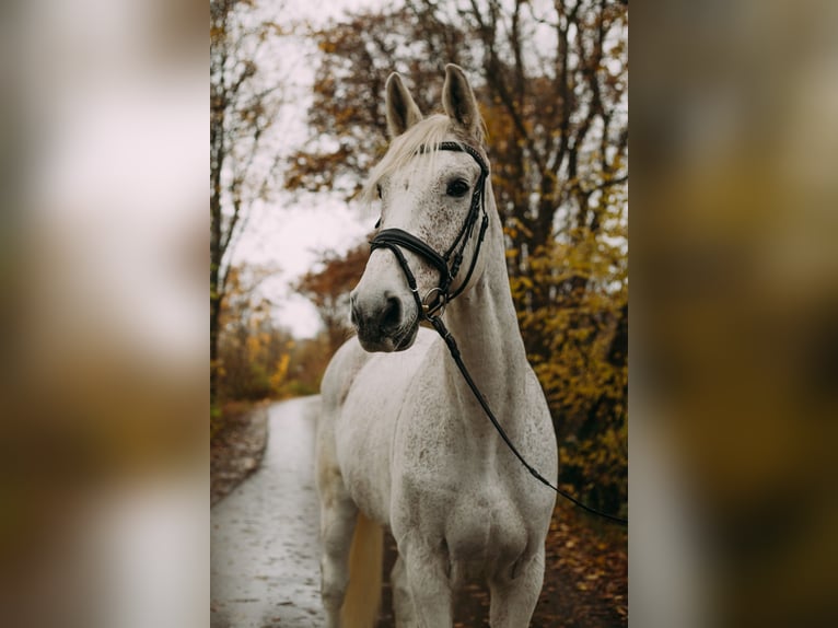 Caballo de Holstein Caballo castrado 17 años 178 cm Tordo picazo in Mühlacker