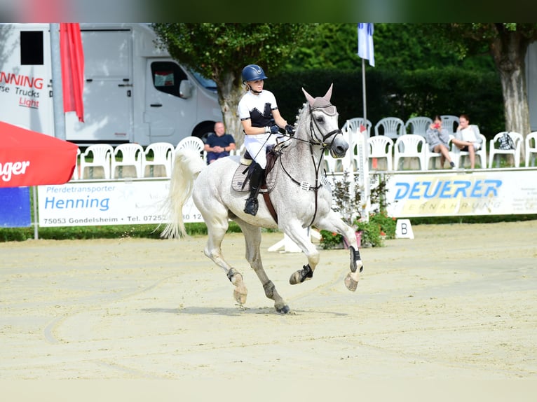 Caballo de Holstein Caballo castrado 17 años 178 cm Tordo picazo in Mühlacker