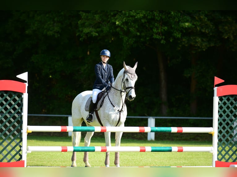 Caballo de Holstein Caballo castrado 17 años 178 cm Tordo picazo in Mühlacker