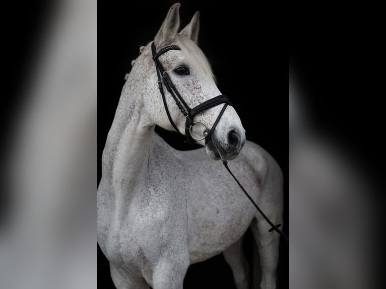 Caballo de Holstein Caballo castrado 17 años 178 cm Tordo picazo in Mühlacker