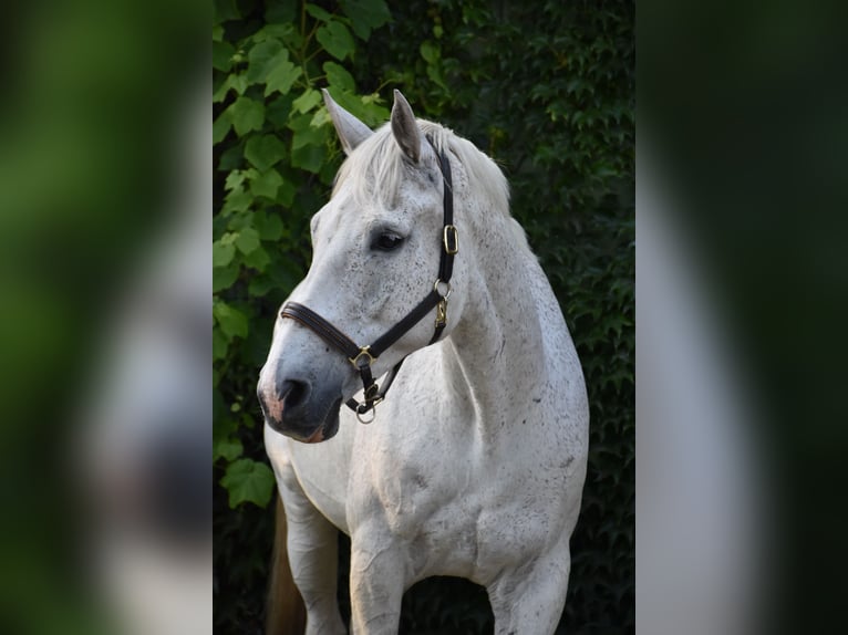Caballo de Holstein Caballo castrado 18 años 176 cm Tordo in Eddelak