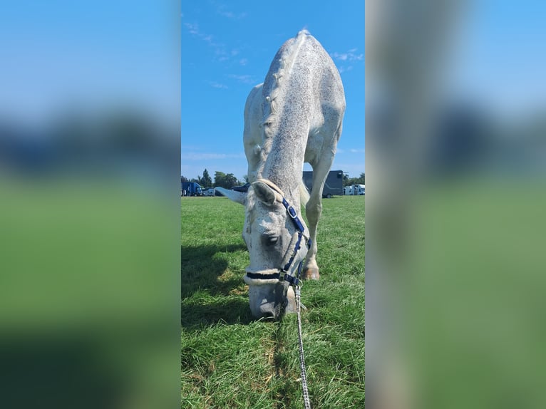 Caballo de Holstein Caballo castrado 18 años 178 cm Tordo picazo in Mühlacker