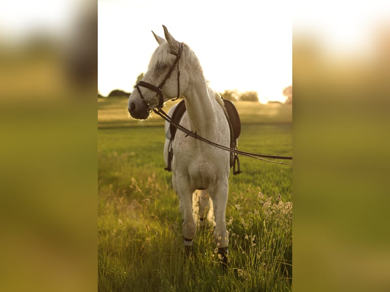 Caballo de Holstein Caballo castrado 18 años 178 cm Tordo picazo in Mühlacker