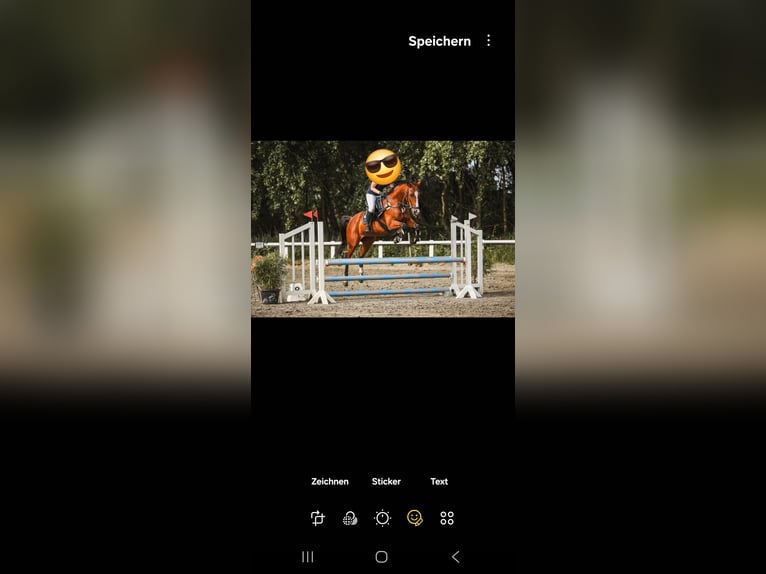 Caballo de Holstein Caballo castrado 19 años 163 cm Castaño in Sankt Peter-Ording