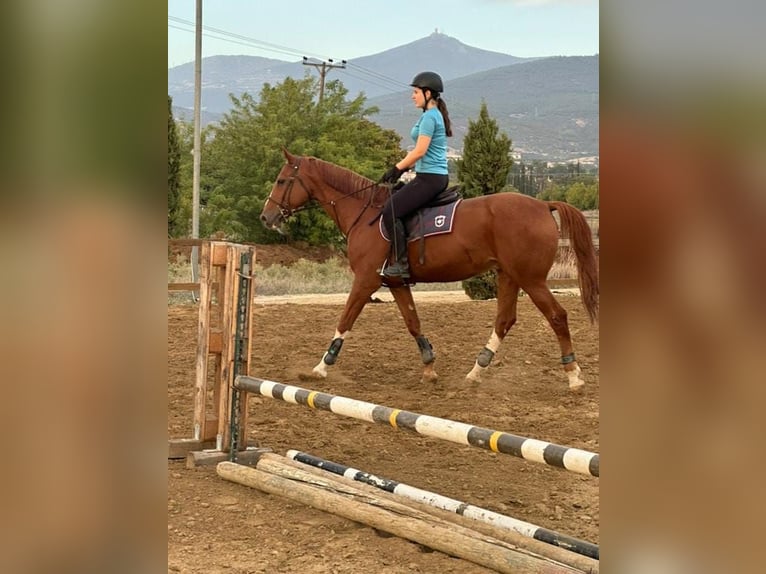 Caballo de Holstein Caballo castrado 19 años 165 cm Alazán-tostado in Nea Redestos, Thessaloniki