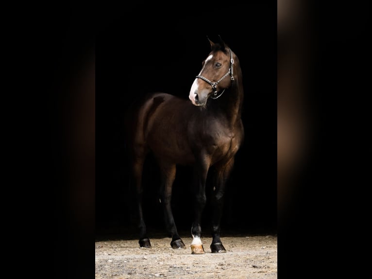 Caballo de Holstein Caballo castrado 19 años 167 cm Castaño oscuro in Ochtrup
