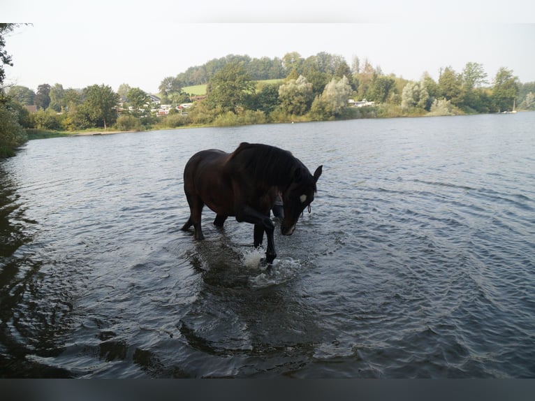 Caballo de Holstein Mestizo Caballo castrado 19 años 172 cm Castaño in Meinerzhagen