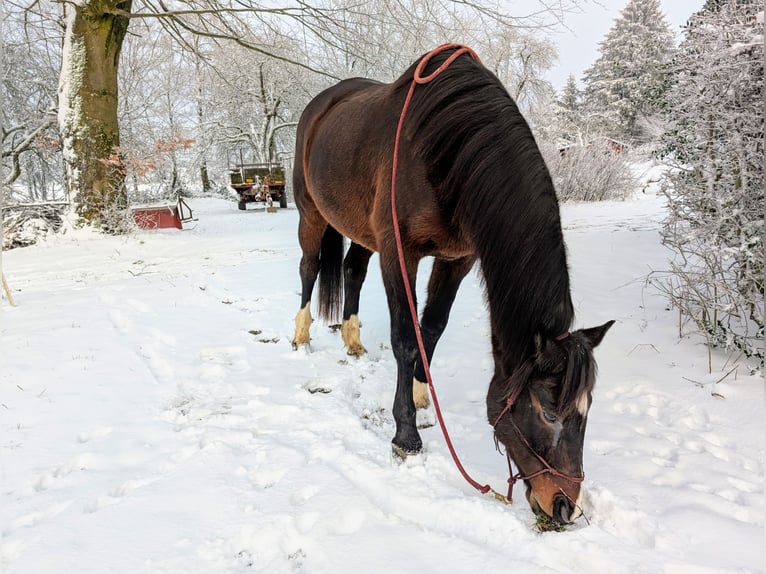 Caballo de Holstein Mestizo Caballo castrado 19 años 172 cm Castaño in Meinerzhagen