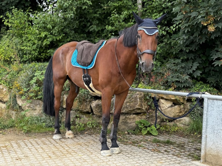 Caballo de Holstein Caballo castrado 21 años 174 cm Castaño in Ingelheim am Rhein