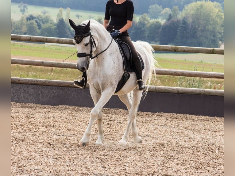 Caballo de Holstein Mestizo Caballo castrado 22 años 165 cm in Berlin