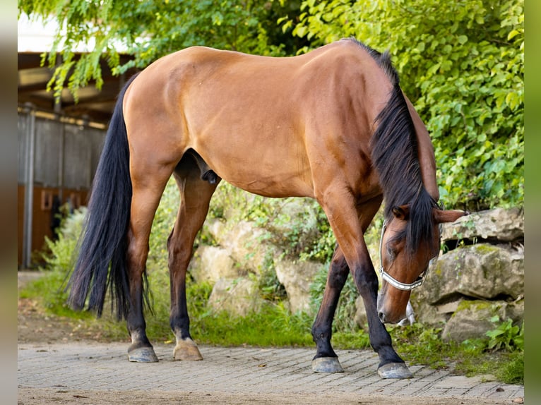 Caballo de Holstein Caballo castrado 22 años 174 cm Castaño in Ingelheim am Rhein