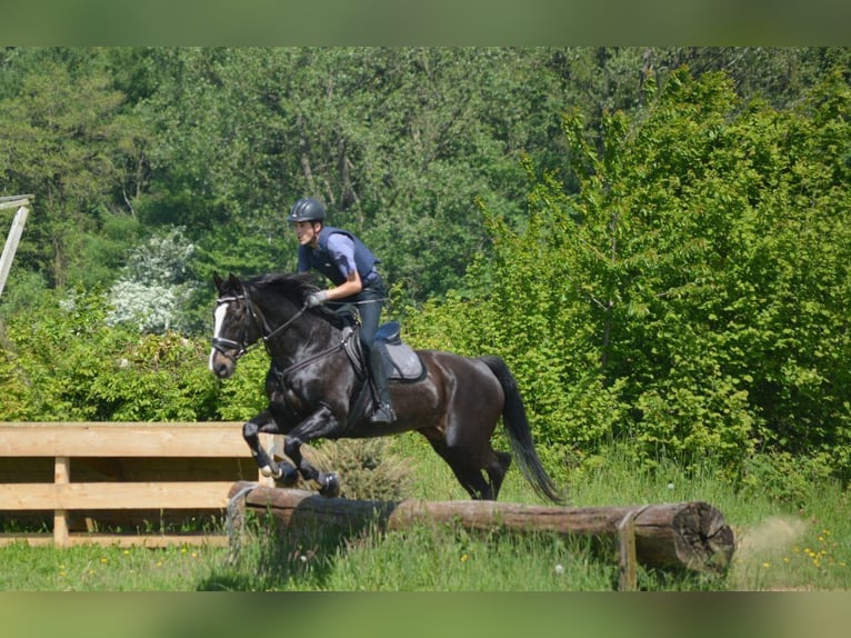Caballo de Holstein Caballo castrado 23 años 173 cm Castaño oscuro in Emkendorf