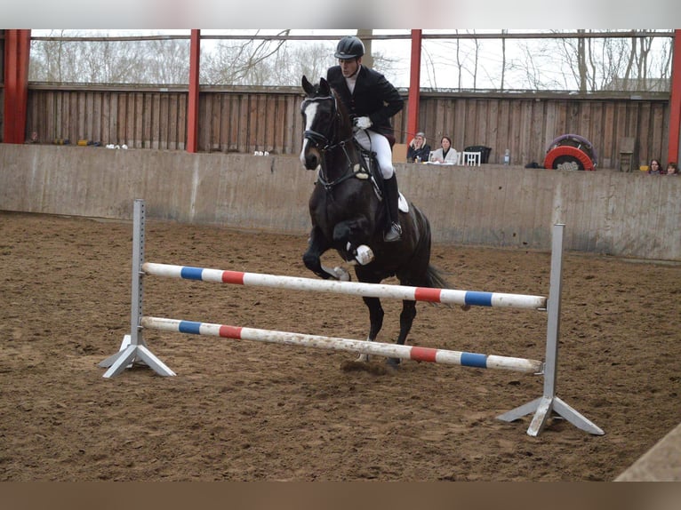 Caballo de Holstein Caballo castrado 23 años 173 cm Castaño oscuro in Emkendorf