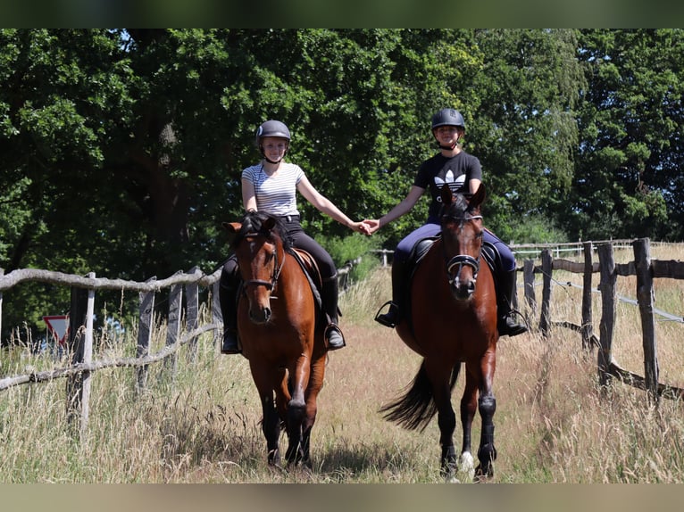 Caballo de Holstein Caballo castrado 25 años Castaño in Egestorf