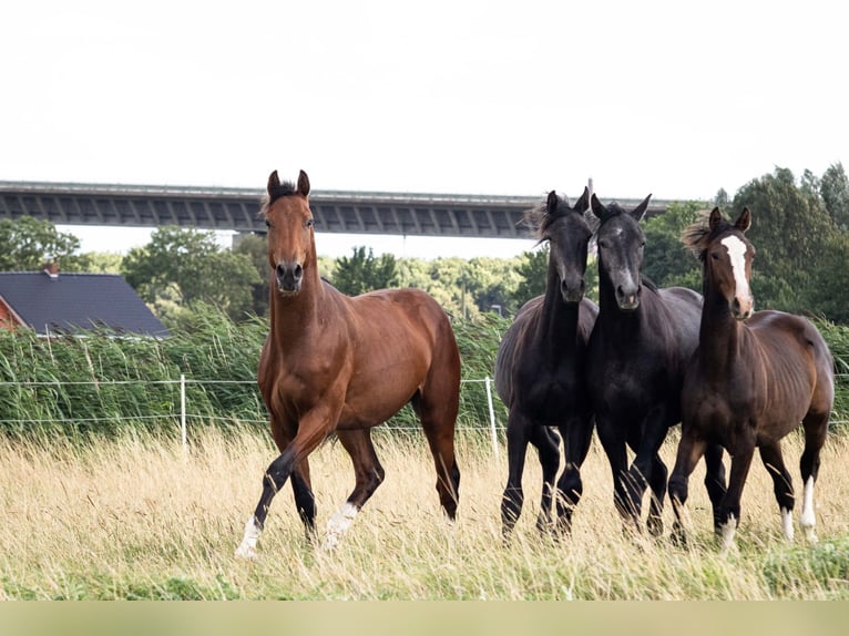Caballo de Holstein Caballo castrado 2 años 170 cm Castaño in Averlak