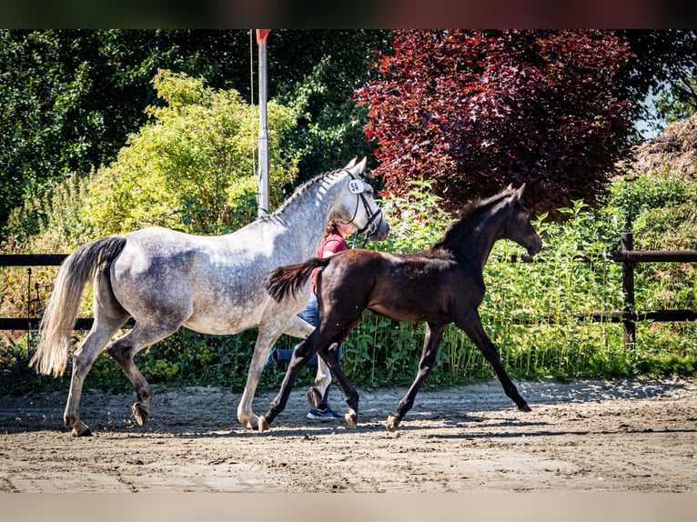 Caballo de Holstein Caballo castrado 2 años 170 cm Tordo in Averlak