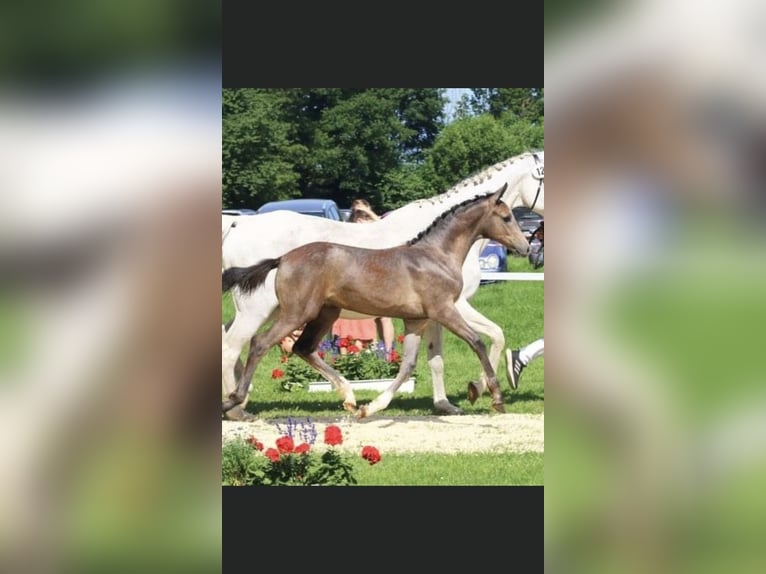 Caballo de Holstein Caballo castrado 3 años 162 cm Tordo in Neuengörs