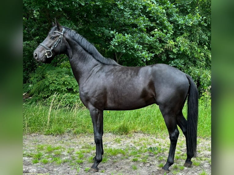 Caballo de Holstein Caballo castrado 3 años 163 cm Negro in Heidgraben