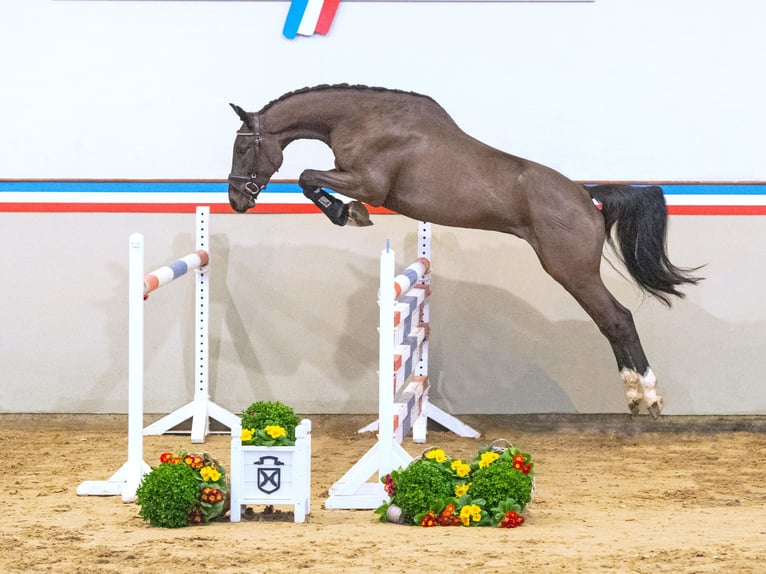 Caballo de Holstein Caballo castrado 3 años 165 cm Castaño oscuro in Elmshorn