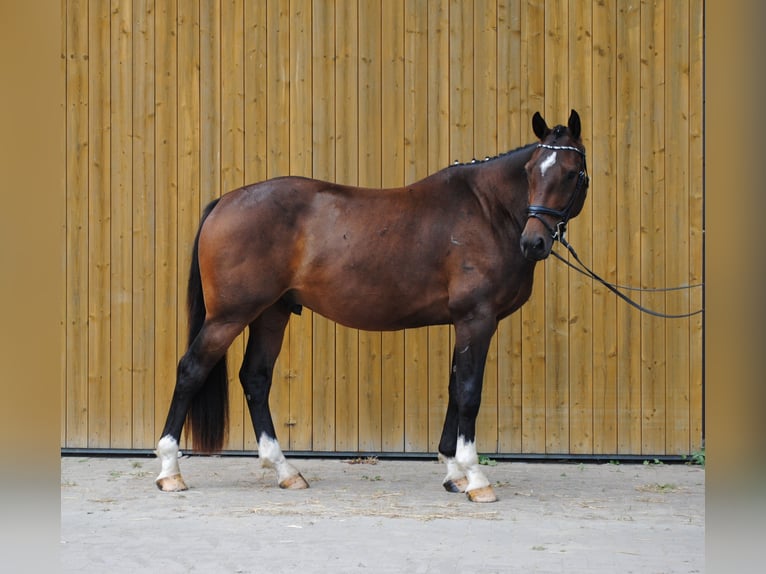 Caballo de Holstein Caballo castrado 3 años 168 cm Castaño oscuro in Uetersen