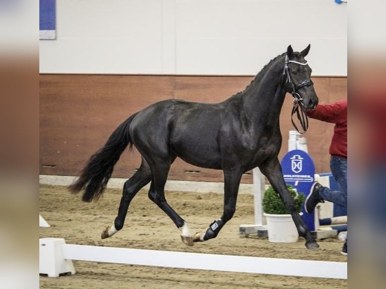 Caballo de Holstein Caballo castrado 3 años 168 cm Negro in Bad Bramstedt