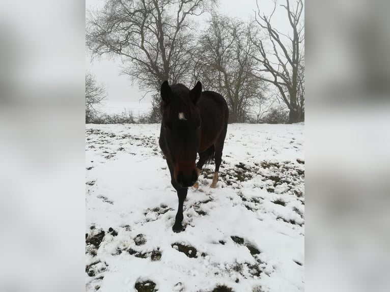 Caballo de Holstein Caballo castrado 3 años 169 cm Morcillo in Klein Offenseth-Sparrieshoop