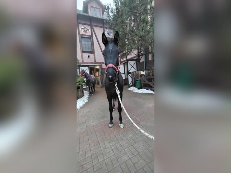 Caballo de Holstein Caballo castrado 3 años 170 cm Negro in Wroblowice