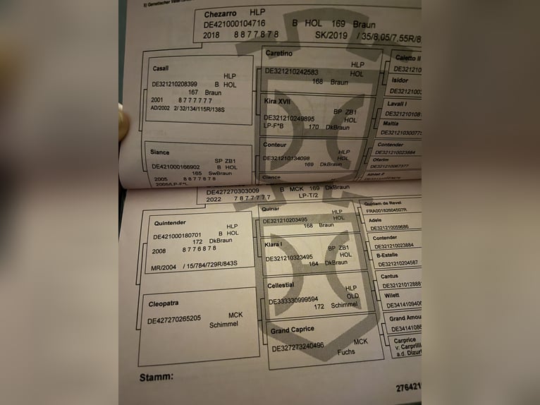 Caballo de Holstein Caballo castrado 3 años 173 cm Castaño in Paderborn