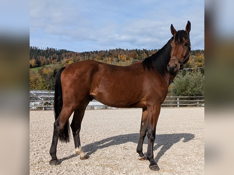 Caballo de Holstein Caballo castrado 3 años 173 cm Castaño in Hauzenberg