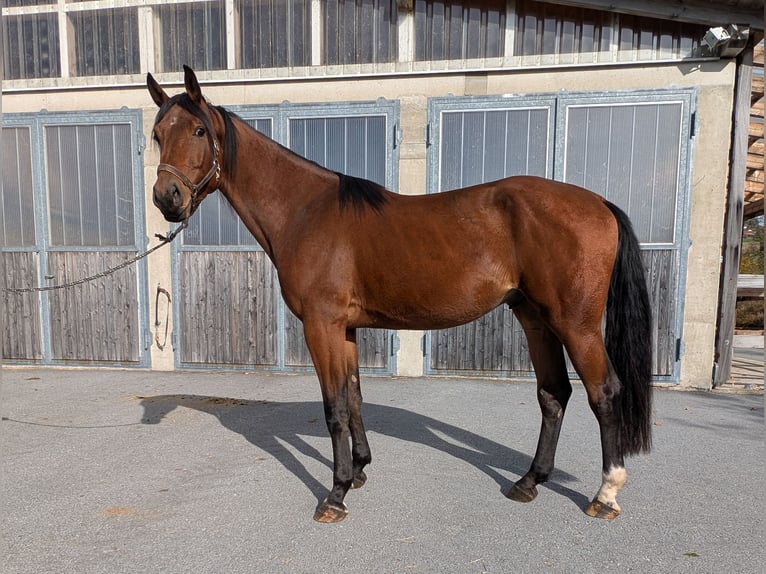 Caballo de Holstein Caballo castrado 3 años 173 cm Castaño in Hauzenberg