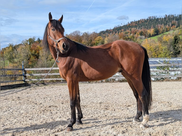 Caballo de Holstein Caballo castrado 3 años 173 cm Castaño in Hauzenberg