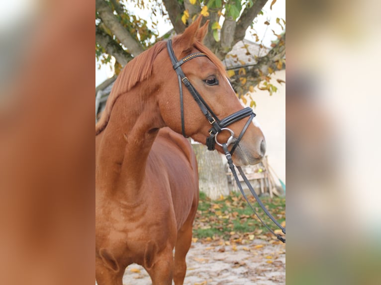 Caballo de Holstein Caballo castrado 4 años 160 cm Alazán in Hahnstätten