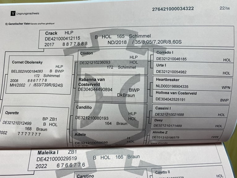 Caballo de Holstein Caballo castrado 4 años 162 cm Castaño in Worms