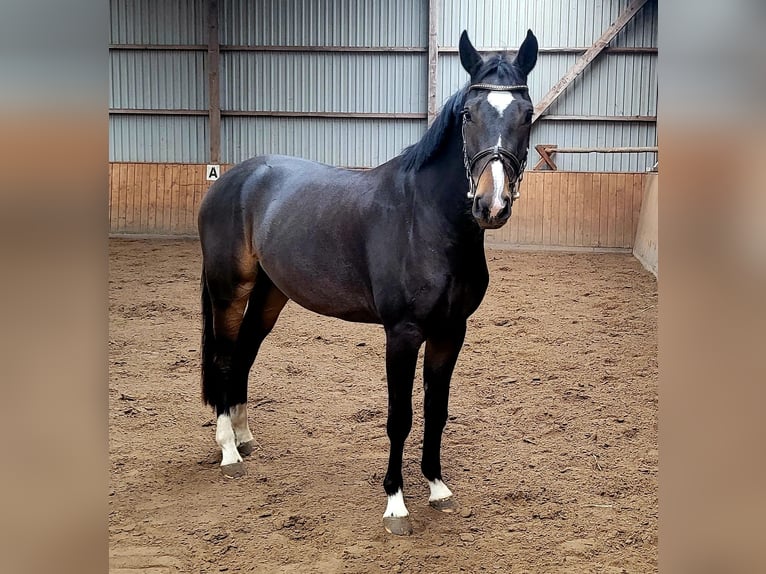Caballo de Holstein Caballo castrado 4 años 163 cm Castaño oscuro in Bokel