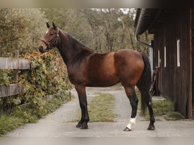 Caballo de Holstein Caballo castrado 4 años 164 cm Castaño in Leutschach