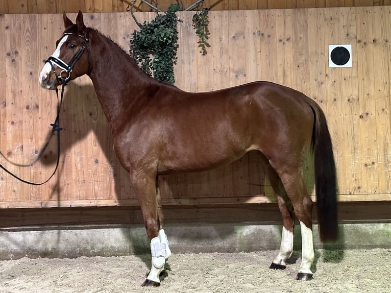 Caballo de Holstein Mestizo Caballo castrado 4 años 165 cm Alazán in Riedlingen