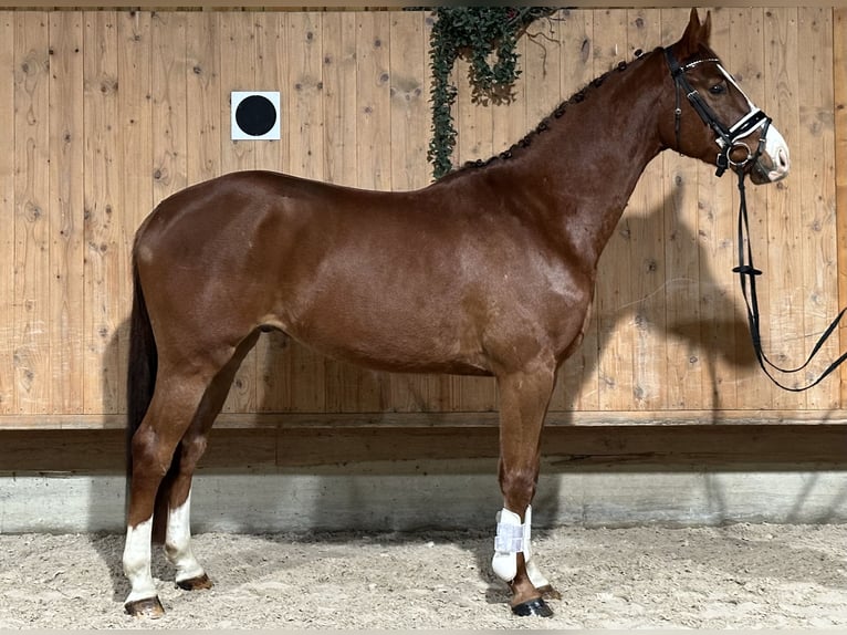 Caballo de Holstein Mestizo Caballo castrado 4 años 165 cm Alazán in Riedlingen