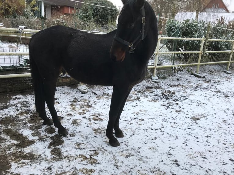 Caballo de Holstein Caballo castrado 4 años 166 cm Castaño oscuro in Todendorf