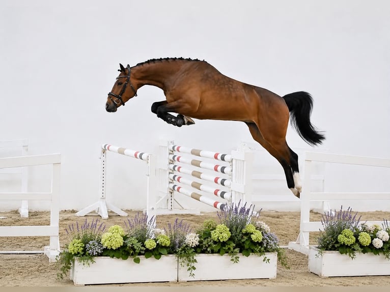 Caballo de Holstein Caballo castrado 4 años 168 cm Castaño rojizo in GŁUBCZYN