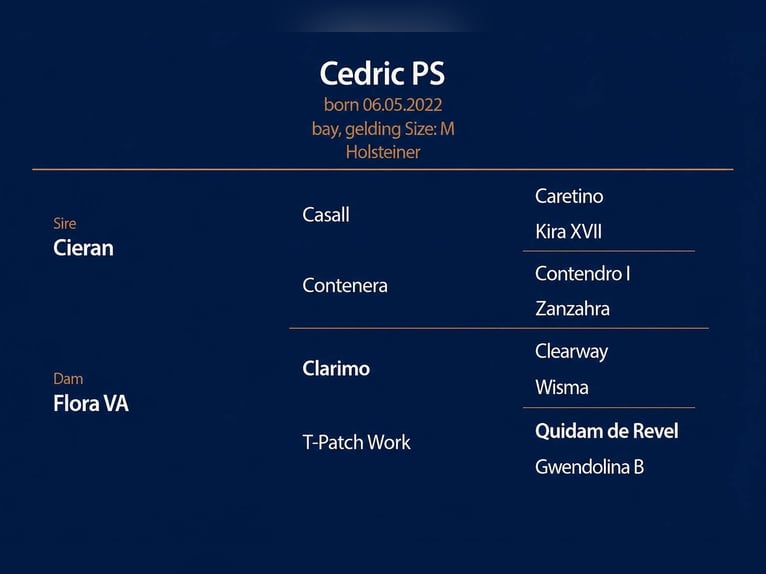Caballo de Holstein Caballo castrado 4 años 168 cm Castaño rojizo in GŁUBCZYN