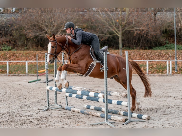 Caballo de Holstein Caballo castrado 4 años 168 cm Castaño rojizo in Zduchovice
